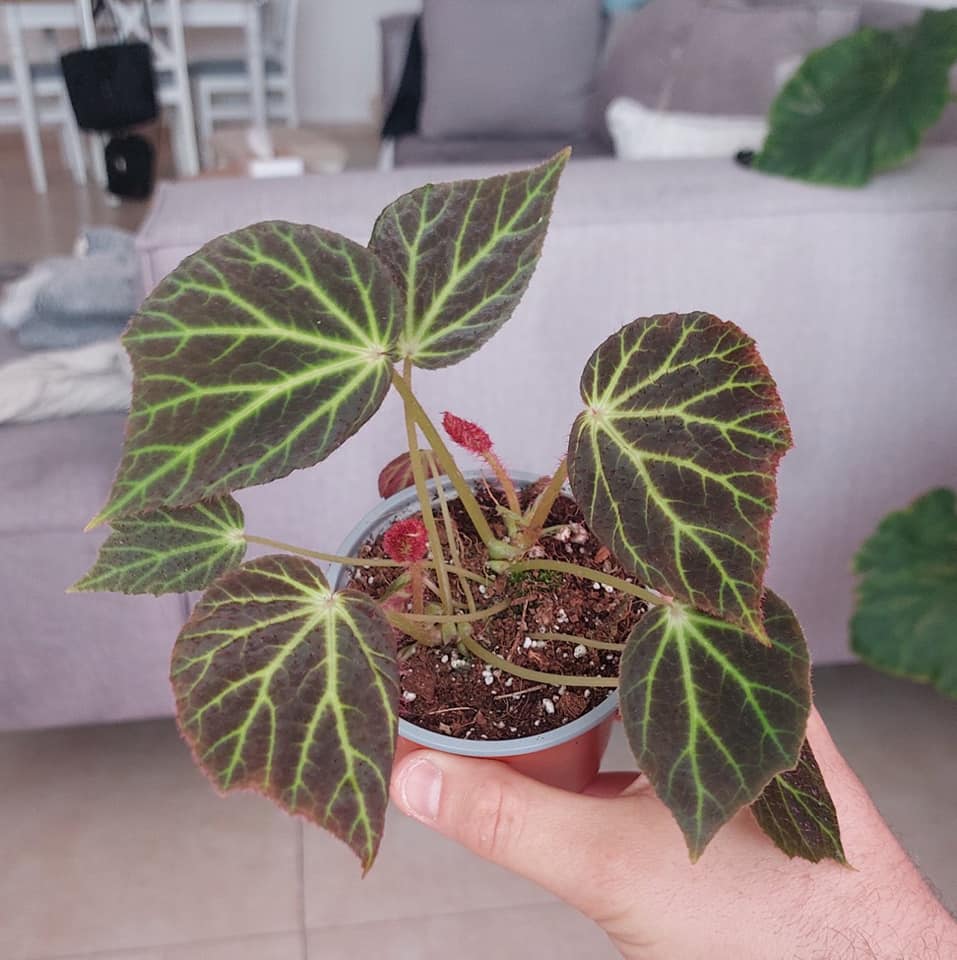 Begonia chloroneura
